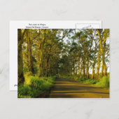 カウアイ – ポイプへの道 ポストカード (正面/裏面)