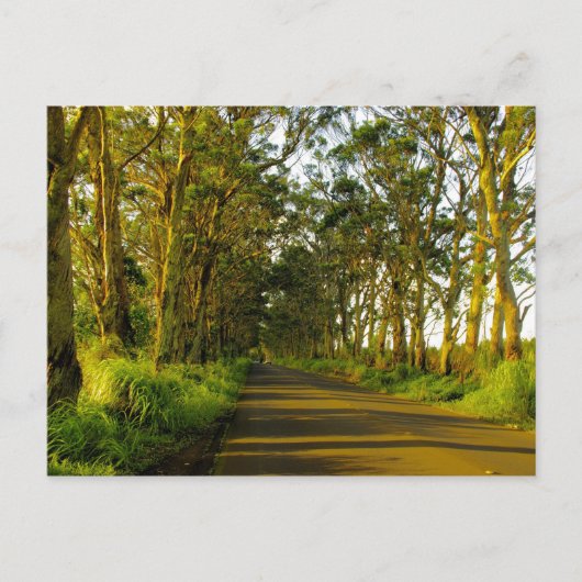 カウアイ – ポイプへの道 ポストカード (正面)