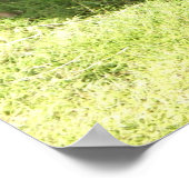 カウアイ・ルースターのポスター ポスター (角)