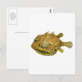 カウイストライプのグ ポストカード (正面/裏面)