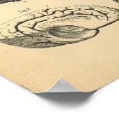 カウオックススカル脳解剖学1908ヴィンテージプリント ポスター (角)