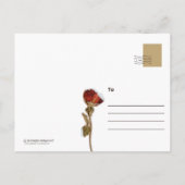 カウカウヴィンテージスタイルはがき ポストカード (裏面)