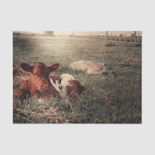 カウカントリ素朴ー農家デコページ 薄葉紙 (正面)