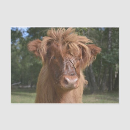 カウクローズアップ、パート2：フロッピーヘアエディション 薄葉紙 (正面)