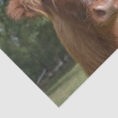 カウクローズアップ、パート2：フロッピーヘアエディション 薄葉紙 (詳細)