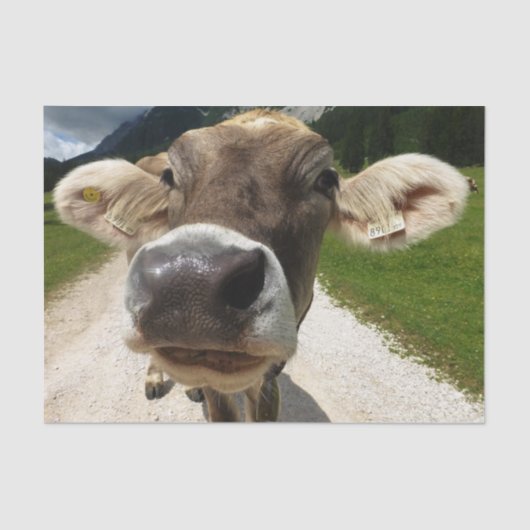 カウクローズアップ、パート6：好奇心のカウエディション 薄葉紙 (正面)