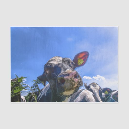 カウクローズアップ、パート7:「私は聞!」 エディション 薄葉紙 (正面)