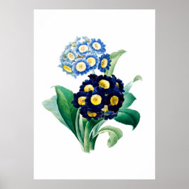 カウスリッププリムローズプリントバイピエール – ジョセフレッドテ ポスター