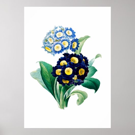 カウスリッププリムローズプリントバイピエール – ジョセフレッドテ ポスター (正面)