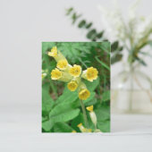 カウスリップ花はがき ポストカード (スタンド正面)