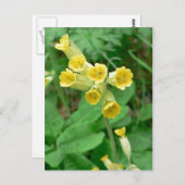 カウスリップ花はがき ポストカード (正面/裏面)