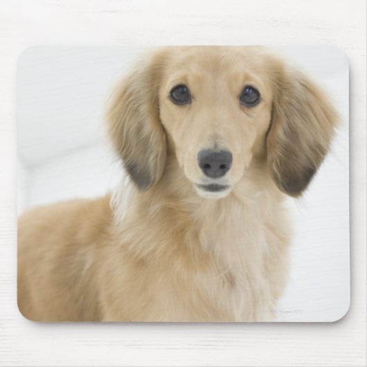 カウチの犬 マウスパッド (正面)