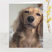 カウトダックスフントドッグ誕生日 カード (黄色い花)