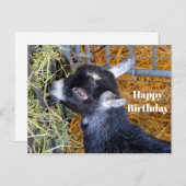 カウトブラックベビーゴート食べズヘイフォト誕生日 ポストカード (正面/裏面)