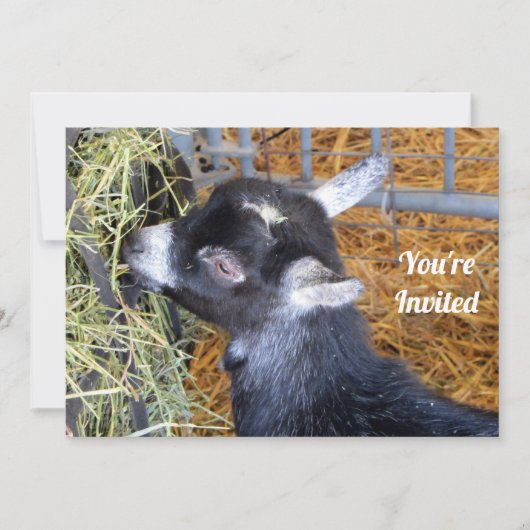 カウトブラックベビーヤ食べギズヘイフォト 招待状 (正面)