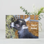 カウトブラックベビーヤ食べギズヘイフォト 招待状 (スタンド正面)