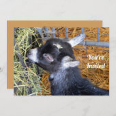 カウトブラックベビーヤ食べギズヘイフォト 招待状 (正面/裏面)