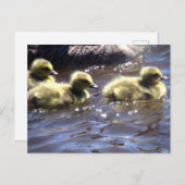 カウト春ゴスリングスベビーガイスイミング ポストカード (正面/裏面)