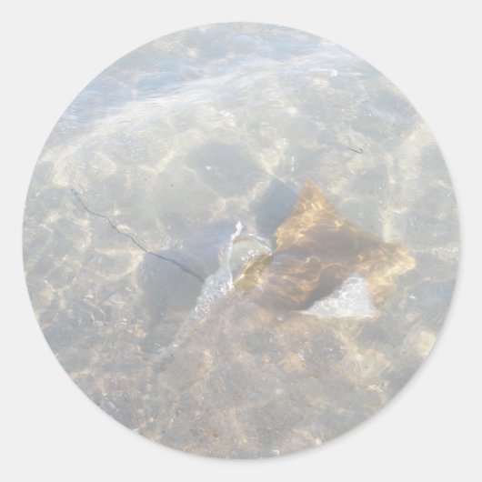 カウノーズスティングレイOBXシリーズ ラウンドシール (正面)