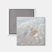 カウノーズ・スティングレイOBXシリーズ マグネット (正面/裏面)