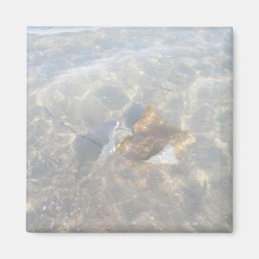 カウノーズ・スティングレイOBXシリーズ マグネット (正面)