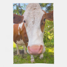 カウファーム動物のポートレート写真