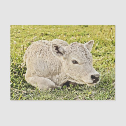 カウファーム国素朴の切り離し 薄葉紙 (正面)