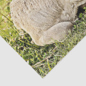 カウファーム国素朴の切り離し 薄葉紙 (詳細)