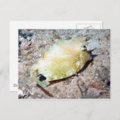 カウフィッシュの走り書き ポストカード (正面/裏面)