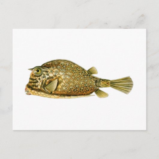 カウフィッシュの走り書き ポストカード (正面)