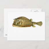 カウフィッシュを走らせた ポストカード (正面/裏面)