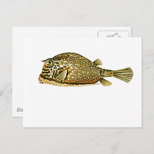 カウフィッシュを走らせた ポストカード (正面/裏面)