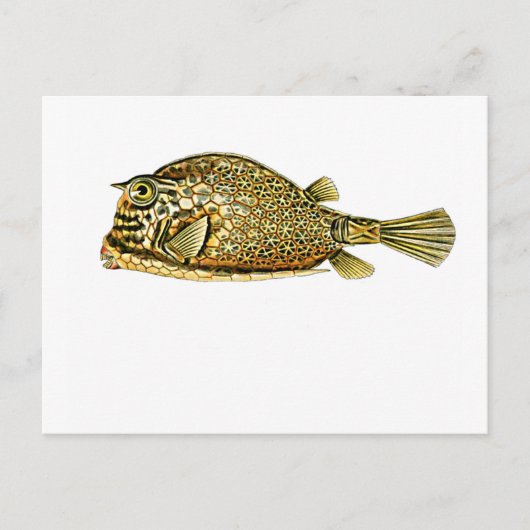 カウフィッシュを走らせた ポストカード (正面)