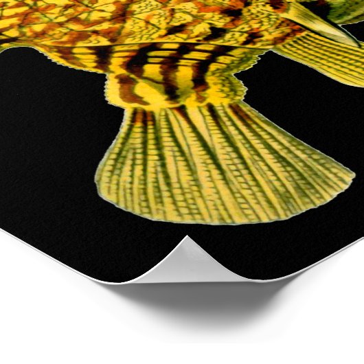 カウフィッストライプのグエルンストヘッケルファインアート ポスター (角)