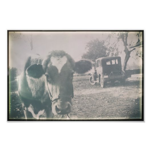カウブラック&ホワイトアンティークキャトルファーム動物 フォトプリント            (正面)