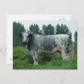 カウベルギーブルー ポストカード (正面/裏面)