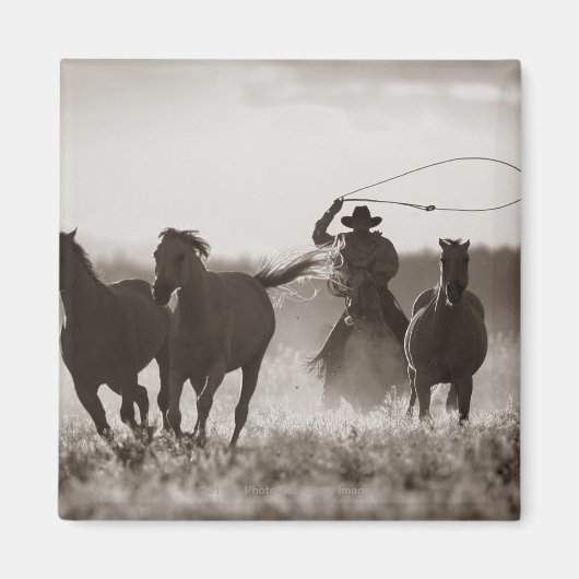 カウボーイの白と黒の写真Lassoing Horses マグネット (正面)