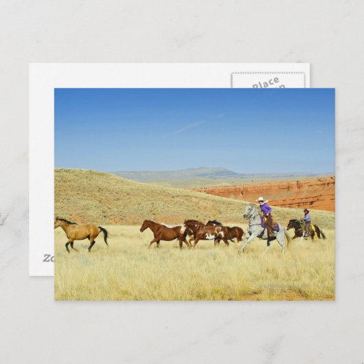 カウボーイズの馬を飼う ポストカード (正面/裏面)