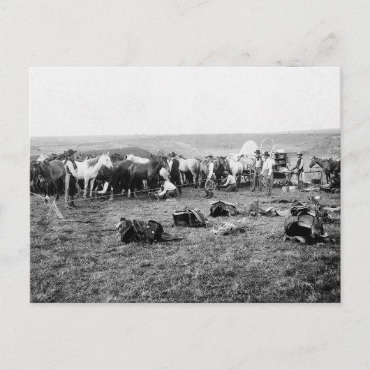 カウボーイズの馬: 1906 ポストカード (正面)