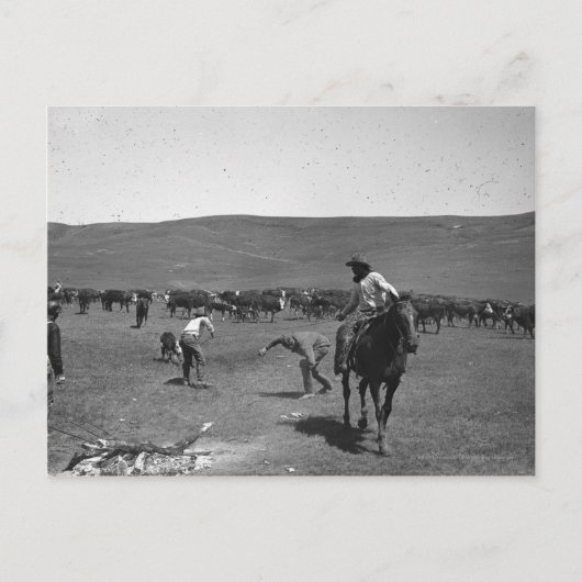 カウボーイズブランディング ポストカード (正面)