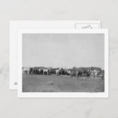 カウボーイズ写真で丸められた馬 ポストカード (正面/裏面)