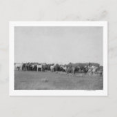 カウボーイズ写真で丸められた馬 ポストカード (正面)