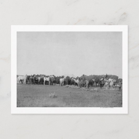 カウボーイズ写真で丸められた馬 ポストカード (正面)