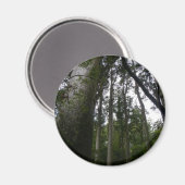 カウリ森林 マグネット (正面/裏面)