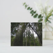 カウリ森 ポストカード (スタンド正面)