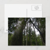 カウリ森 ポストカード (正面/裏面)