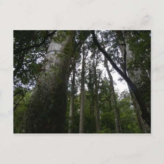 カウリ森 ポストカード (正面)