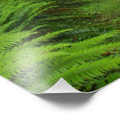 カエデのグレードトレイル、シダやコケが覆われた フォトプリント (角)