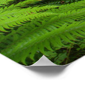 カエデのグレードトレイル、シダやコケが覆われた ポスター (角)