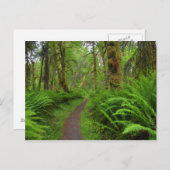 カエデのグレードトレイル、シダやコケが覆われた ポストカード (正面/裏面)